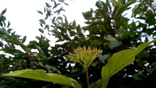 Close-up of flowers blooming on tree