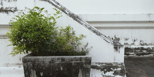 Plants growing by wall against sky