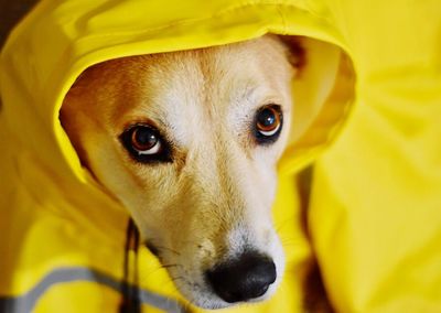 Close-up portrait of dog