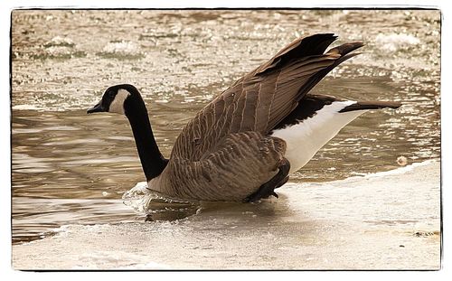 Close-up of birds in water