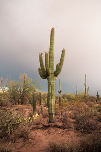 Cactus growing on field against sky