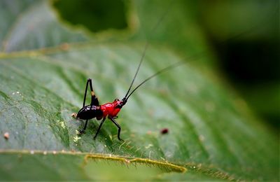 Close-up of insect