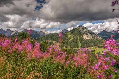 Purple flowering plants on land against cloudy sky