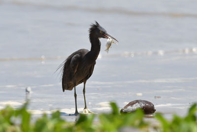 Close-up of gray heron on lake