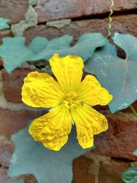 Close-up of yellow flower blooming outdoors