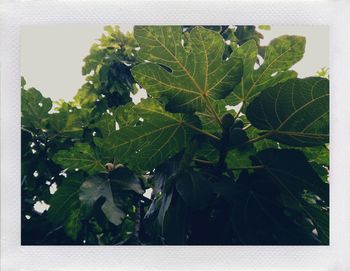 Close-up of leaves