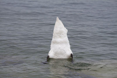 Swan swimming in lake