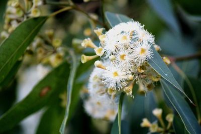 Close-up of white flowering plant