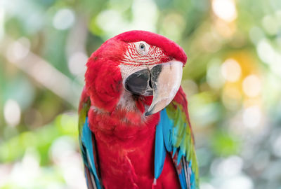 Close-up of macaw perching outdoors