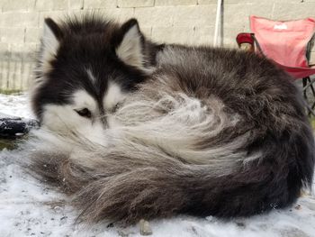 Close-up of dog sitting outdoors