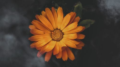 Close-up of yellow flower blooming outdoors