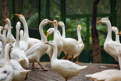 Close up white ducks inside lodhi garden delhi india, see the details and expressions of ducks