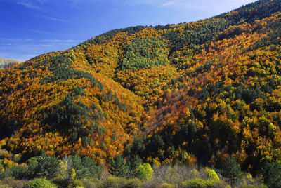 Trees in forest against sky during autumn