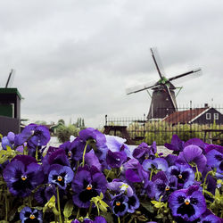 Purple flowering plants against cloudy sky