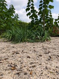 Surface level of crops on field against sky
