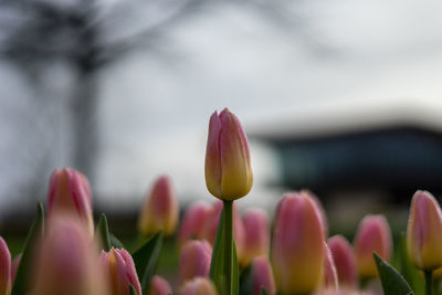 Close-up of pink tulips