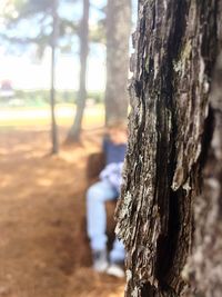 Close-up of tree trunk