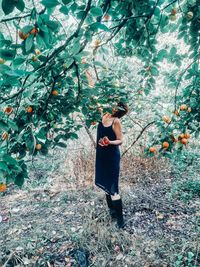 Side view of woman harvesting persimmons from tree at farm