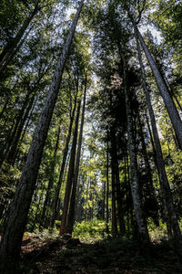 Low angle view of bamboo trees in forest