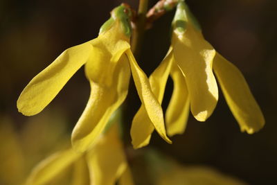 Close-up of yellow flowering plant