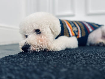 Close-up of dog on floor