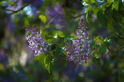 Close-up of lilac blooming outdoors