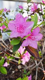 Close-up of pink flowers