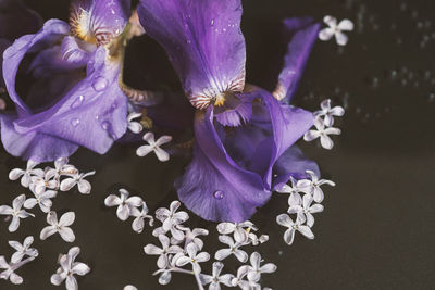Close-up of purple iris flower