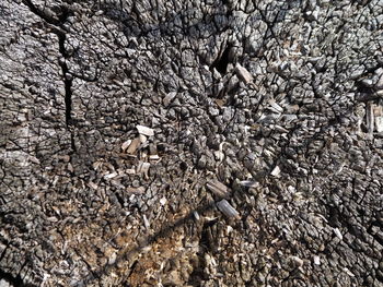 High angle view of plant on rock