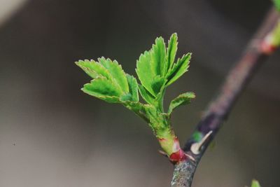 Close-up of plant growing outdoors