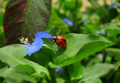 Close-up of ladybug on plant