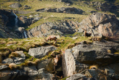 Goats on rock in mountains