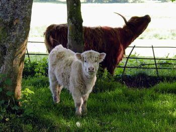 Highland cow standing in a field