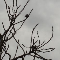 Silhouette of bare tree against cloudy sky