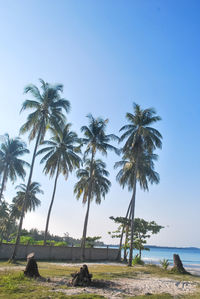 Palm trees on beach against clear sky