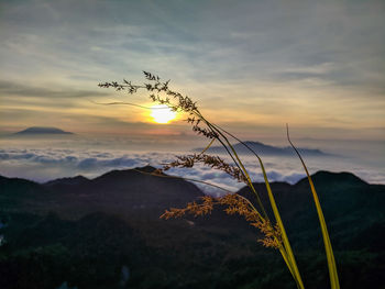 Close-up of stalks against sky during sunset