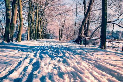 Bare trees on snow covered landscape