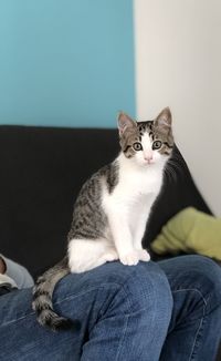 Cat sitting on sofa at home