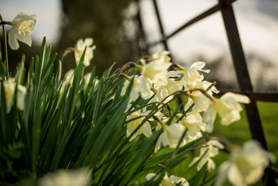 Close-up of flowering plants on field