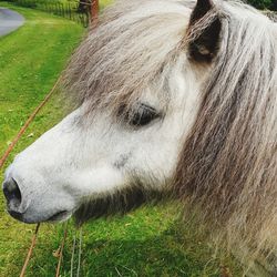 Close-up of a horse on field