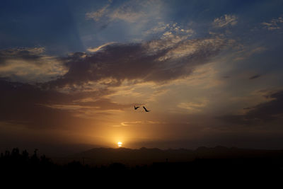 Silhouette of bird flying in sky