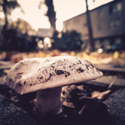 Close-up of mushroom growing on field