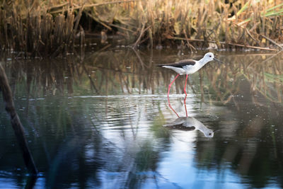 Bird in lake