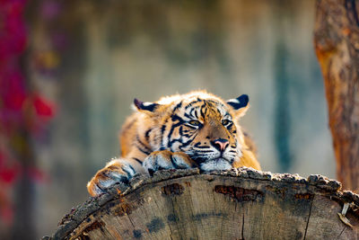 Close-up of tiger