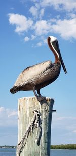 Bird perching on wooden post against sky