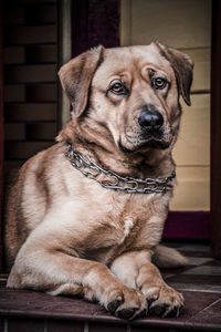 Close-up portrait of dog