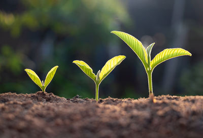 Close-up of small plant growing on field