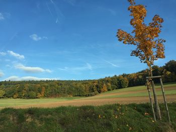 Scenic view of trees on field against sky