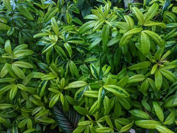 Full frame shot of plants