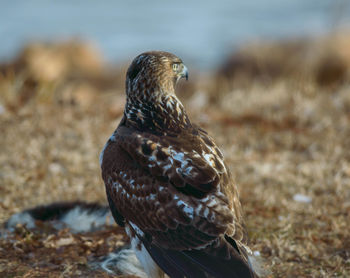 Close-up of bird perching on shore